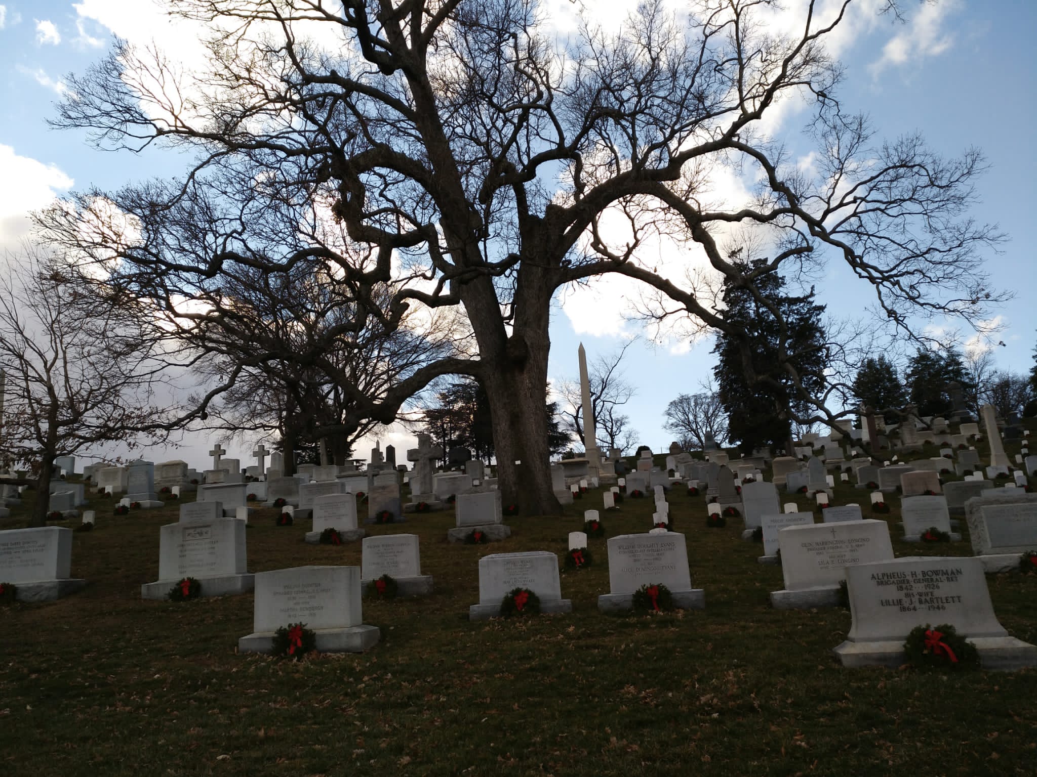 arlington - cementerio - tumbas - arbol