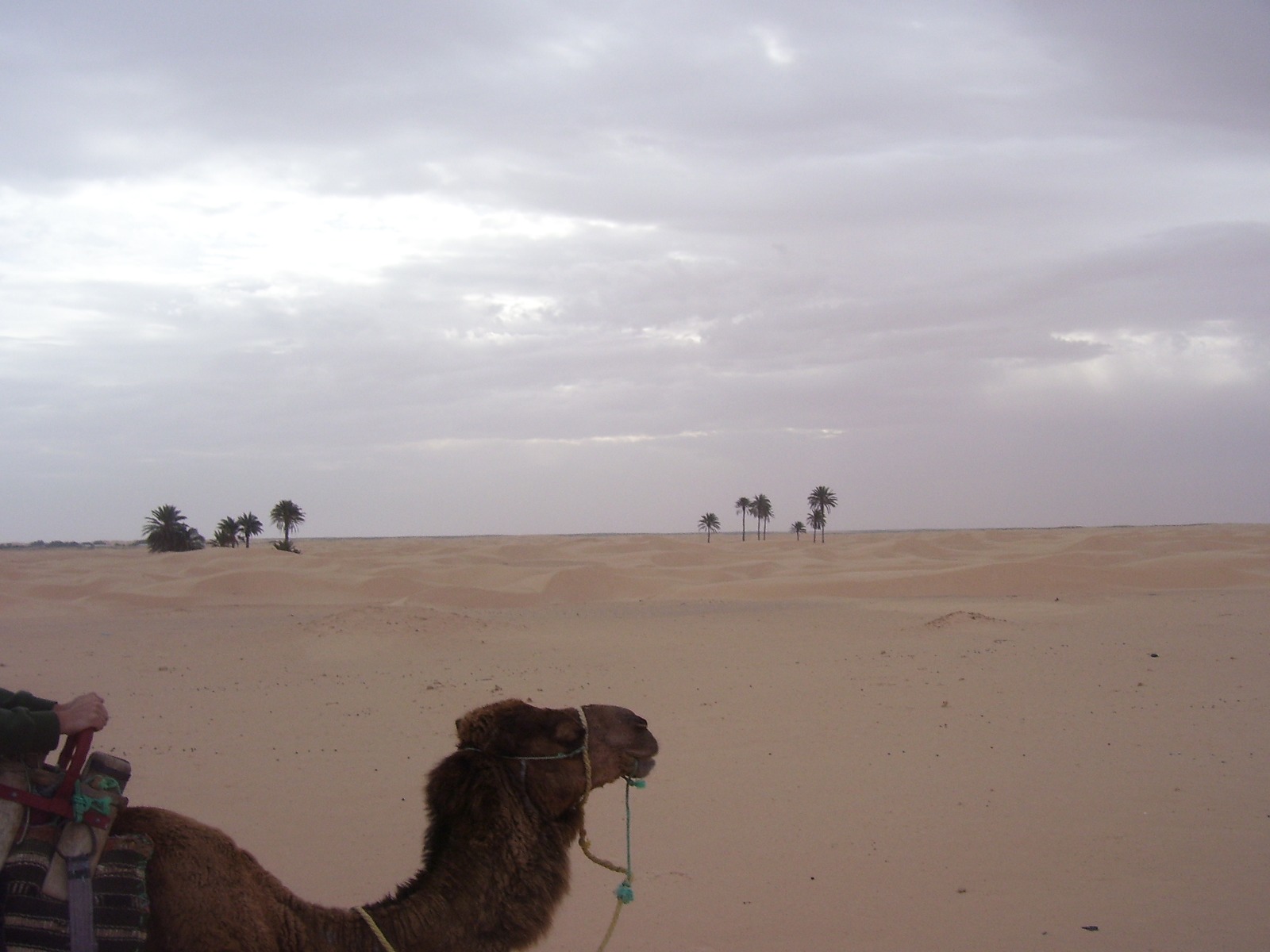 camello - desierto - sahara