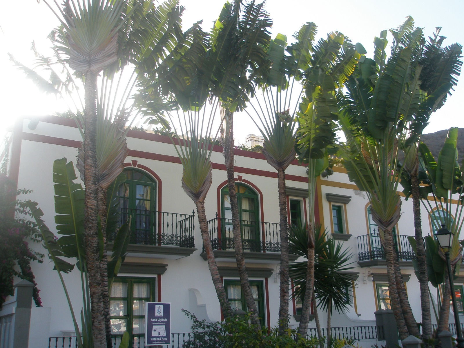 casa - palmeras - balcones - ventanas - calle