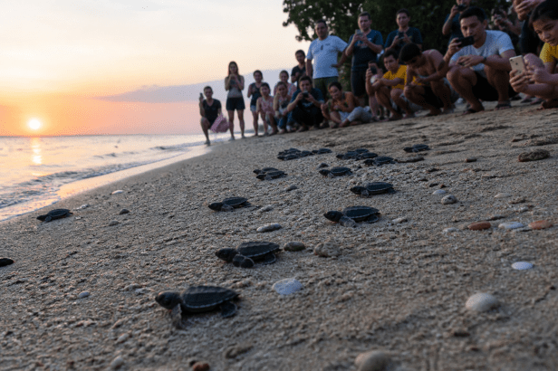 tortuga - submarinismo - playas - paraiso
animales - destinos exóticos