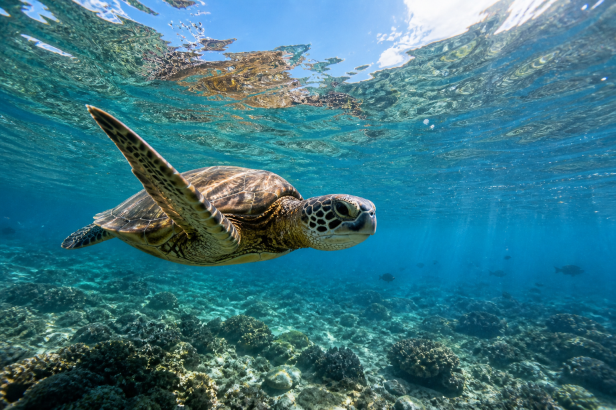 tortuga - submarinismo - playas - paraiso
animales - destinos exóticos